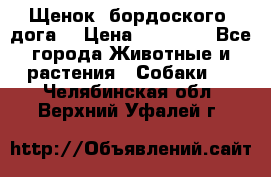 Щенок  бордоского  дога. › Цена ­ 60 000 - Все города Животные и растения » Собаки   . Челябинская обл.,Верхний Уфалей г.